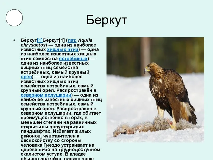 Беркут Бе́ркут[1]Бе́ркут[1] (лат. Aquila chrysaetos) — одна из наиболее известных