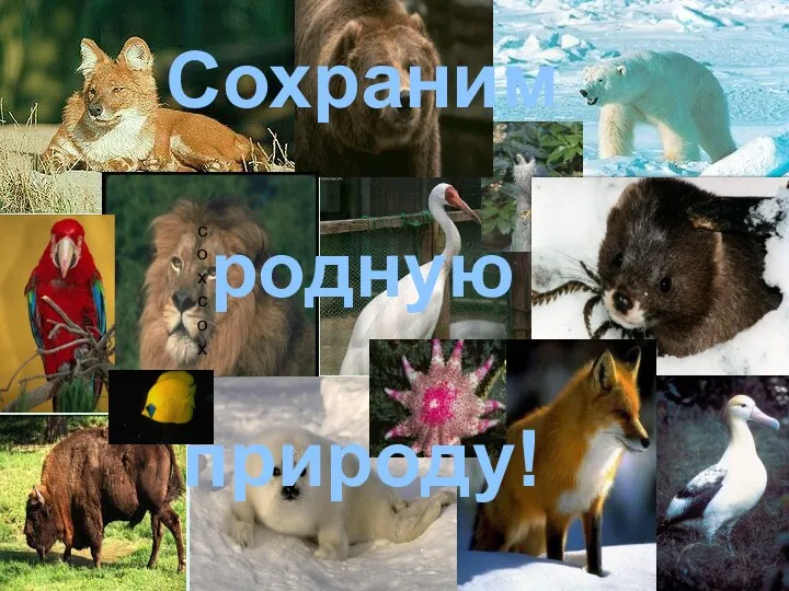 сохсох Сохраним родную природу!