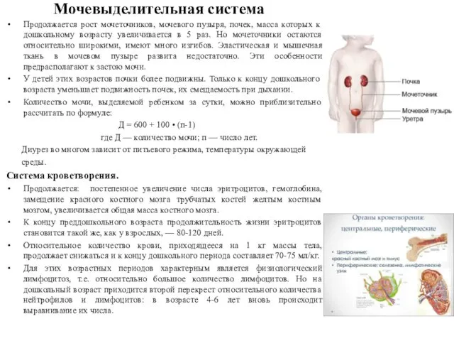 Мочевыделительная система Продолжается рост мочеточников, мочевого пузыря, почек, масса которых