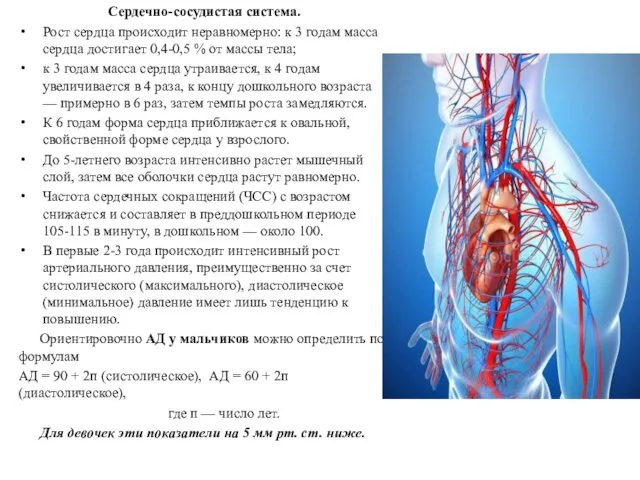 Сердечно-сосудистая система. Рост сердца происходит неравномерно: к 3 годам масса