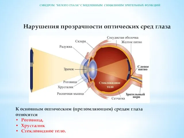 Нарушения прозрачности оптических сред глаза К основным оптическим (преломляющим) средам гла­за относятся Роговица,