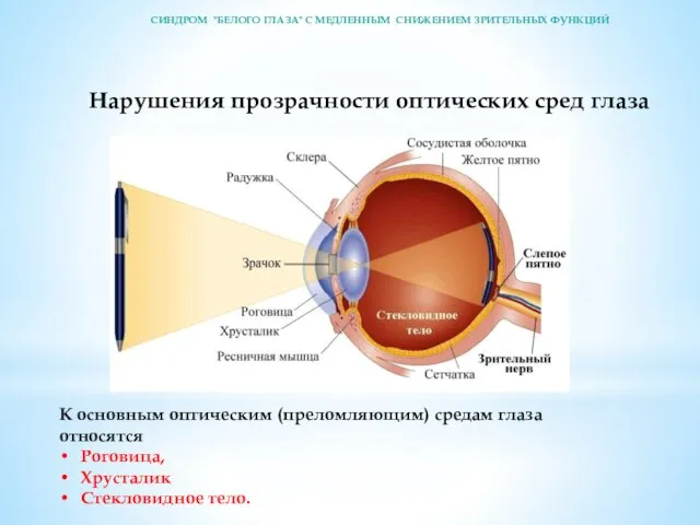 Нарушения прозрачности оптических сред глаза К основным оптическим (преломляющим) средам