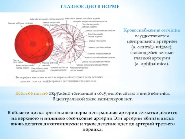 В области диска зрительного нерва центральная артерия сетчатки делится на верхнюю и нижнюю