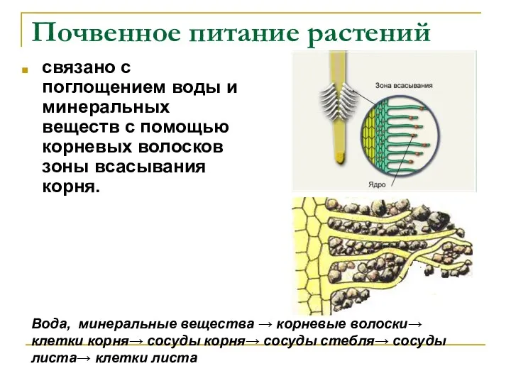 Почвенное питание растений связано с поглощением воды и минеральных веществ