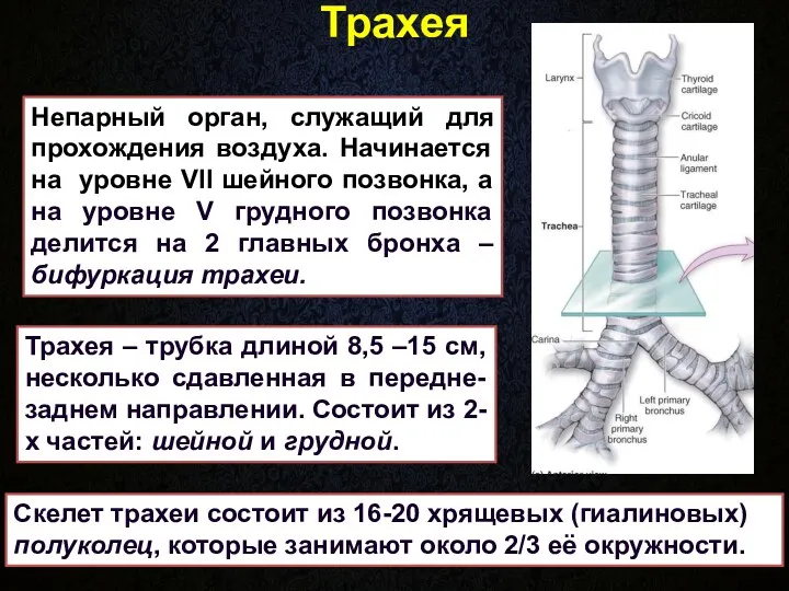 Трахея Непарный орган, служащий для прохождения воздуха. Начинается на уровне