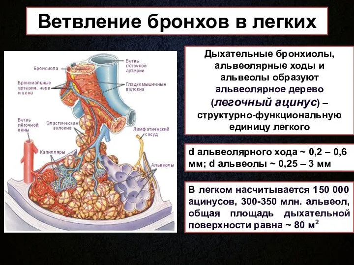 Ветвление бронхов в легких Дыхательные бронхиолы, альвеолярные ходы и альвеолы