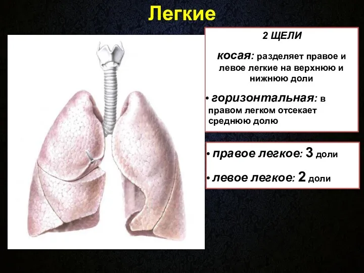 Легкие 2 ЩЕЛИ косая: разделяет правое и левое легкие на