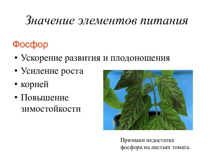 Значение элементов питания Фосфор Ускорение развития и плодоношения Усиление роста корней Повышение зимостойкости