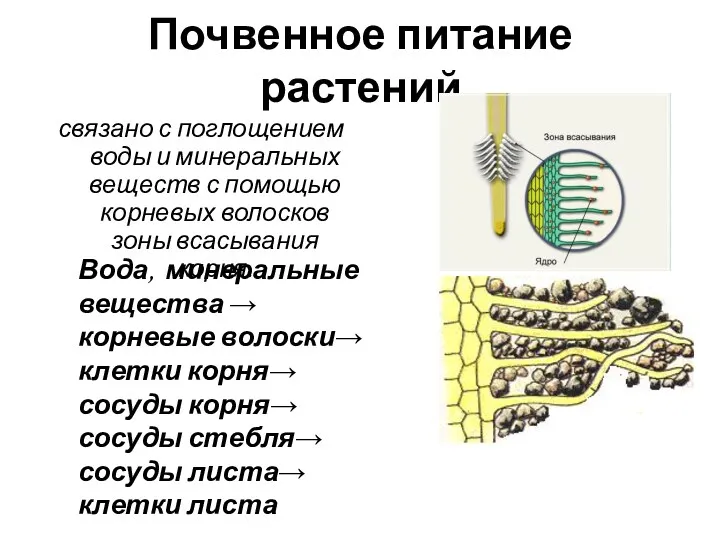 Почвенное питание растений связано с поглощением воды и минеральных веществ с помощью корневых