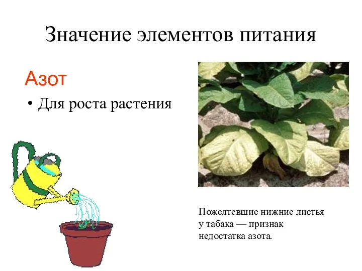Значение элементов питания Азот Для роста растения Пожелтевшие нижние листья у табака — признак недостатка азота.