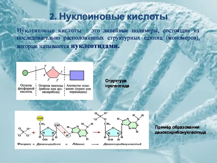 2. Нуклеиновые кислоты Структура нуклеотида Нуклеиновые кислоты – это линейные