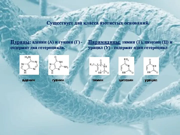 Пурины: аденин (А) и гуанин (Г) - содержат два гетероцикла. Пиримидины: тимин (Т),
