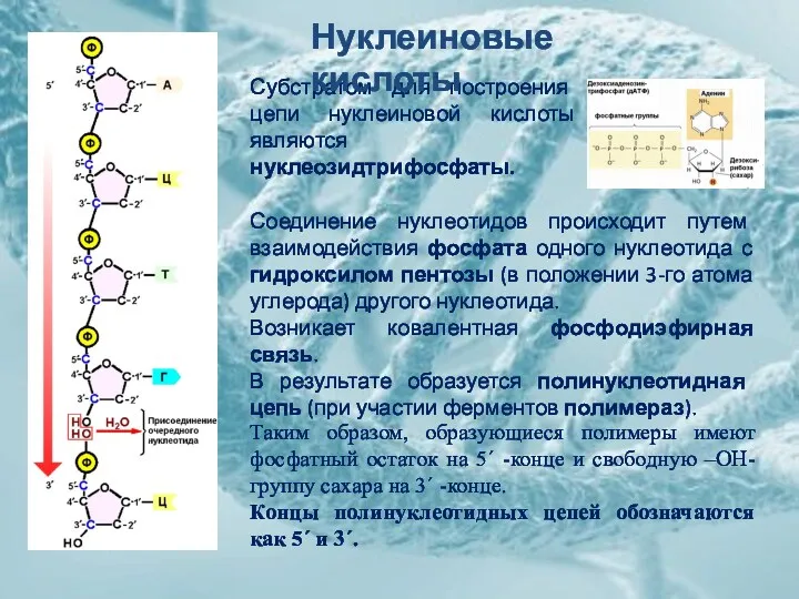 Субстратом для построения цепи нуклеиновой кислоты являются нуклеозидтрифосфаты. Соединение нуклеотидов происходит путем взаимодействия