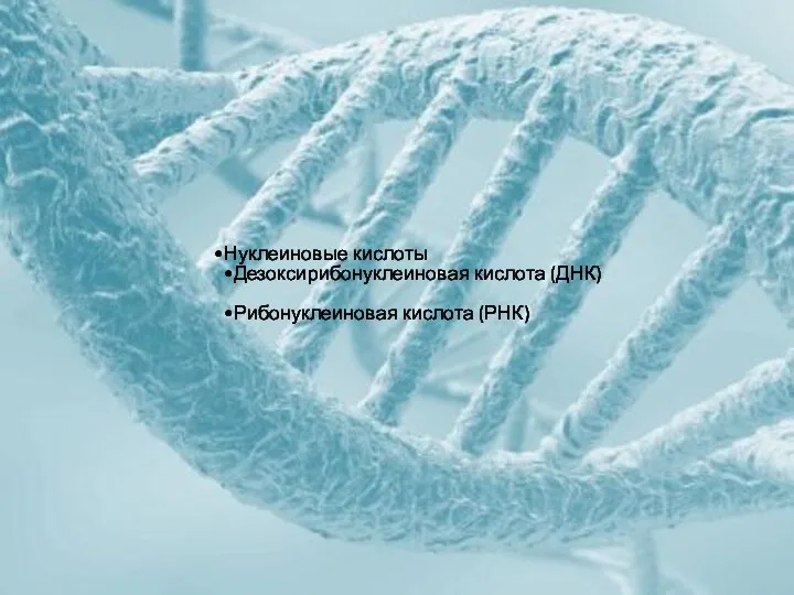 Нуклеиновые кислоты Дезоксирибонуклеиновая кислота (ДНК) Рибонуклеиновая кислота (РНК)