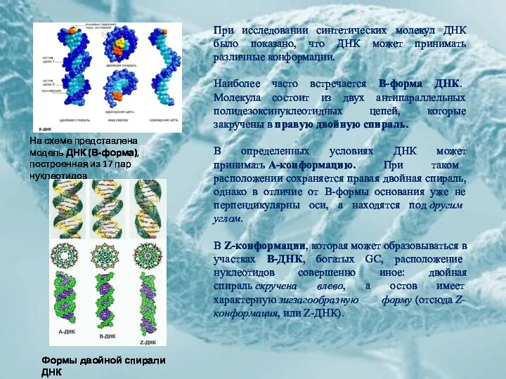 При исследовании синтетических молекул ДНК было показано, что ДНК может принимать различные конформации.