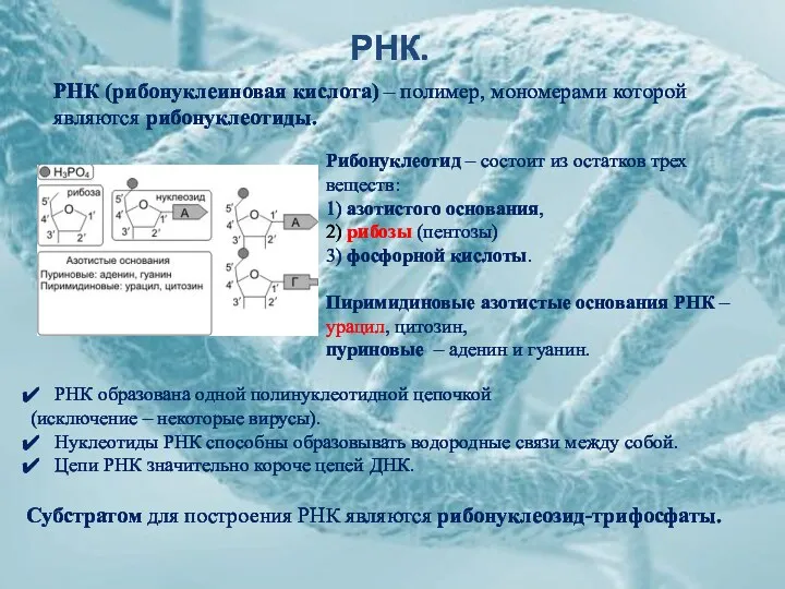 РНК. Рибонуклеотид – состоит из остатков трех веществ: 1) азотистого