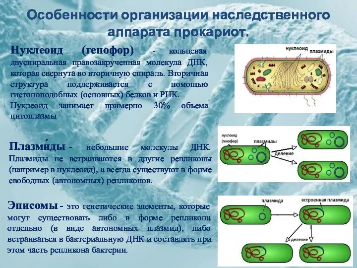 Особенности организации наследственного аппарата прокариот. Нуклеоид (генофор) - кольцевая двуспиральная