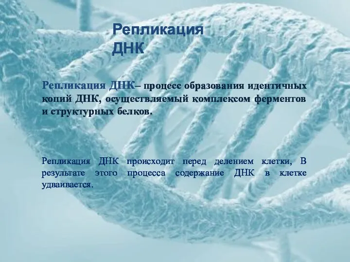 Репликация ДНК Репликация ДНК– процесс образования идентичных копий ДНК, осуществляемый комплексом ферментов и