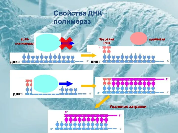 ДНК- полимераза праймаза Затравка РНК Удаление затравки Свойства ДНК-полимераз
