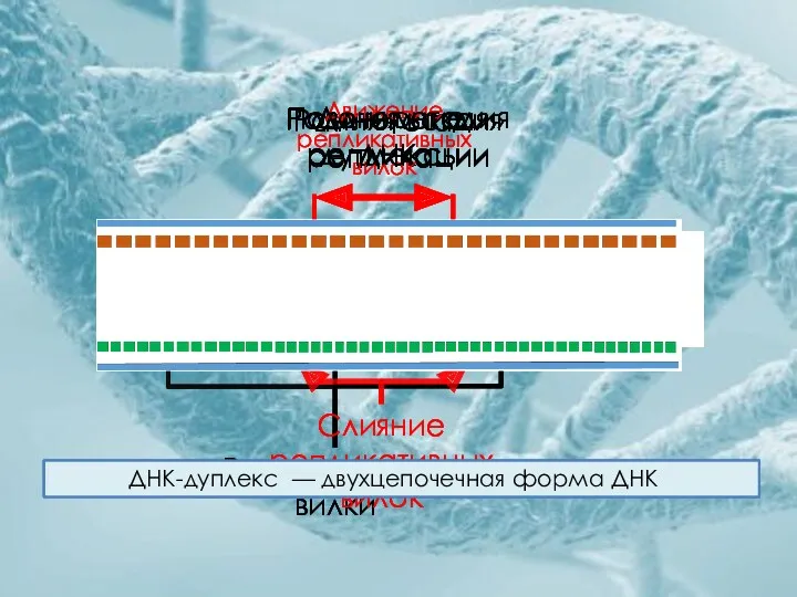 Родительская ДНК Ранняя стадия репликации Репликативные вилки Движение репликативных вилок Слияние репликативных вилок