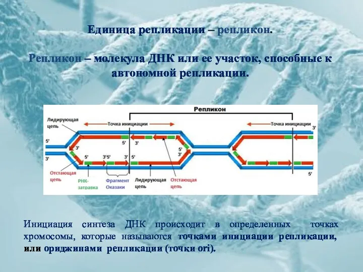 Единица репликации – репликон. Репликон – молекула ДНК или ее участок, способные к