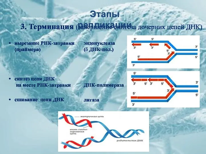 Этапы репликации 3. Терминация (завершение синтеза дочерних цепей ДНК) вырезание РНК-затравки (праймера) синтез