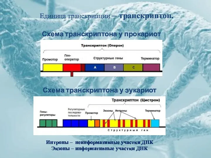 Единица транскрипции – транскриптон. Схема транскриптона у прокариот Схема транскриптона у эукариот Интроны