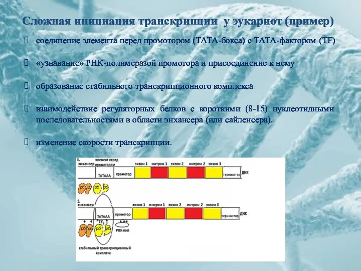 Сложная инициация транскрипции у эукариот (пример) соединение элемента перед промотором