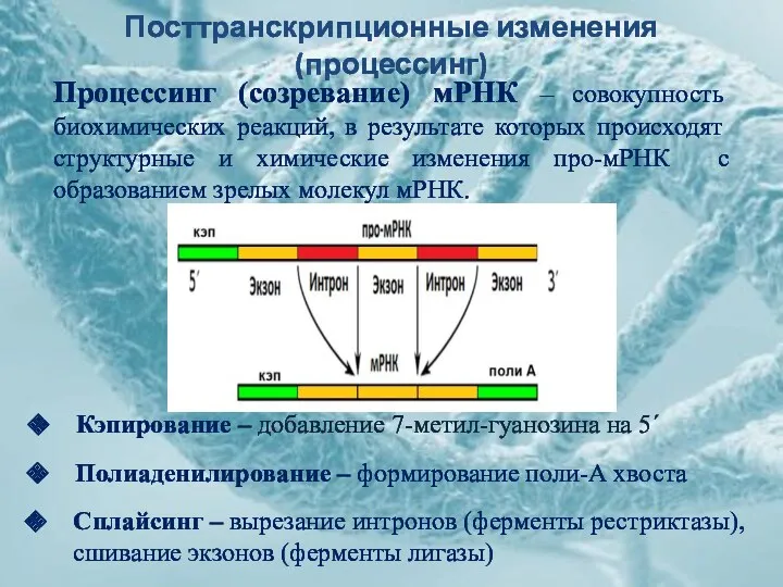 Посттранскрипционные изменения (процессинг) Процессинг (созревание) мРНК – совокупность биохимических реакций,