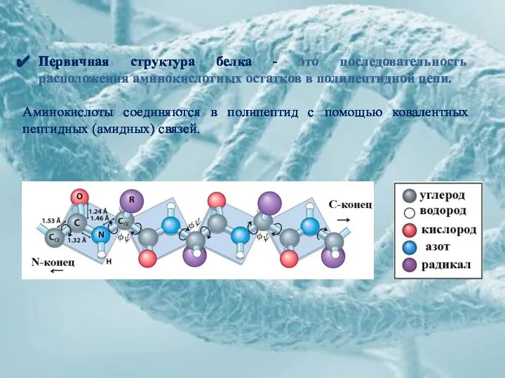 Первичная структура белка - это последовательность расположения аминокислотных остатков в полипептидной цепи. Аминокислоты