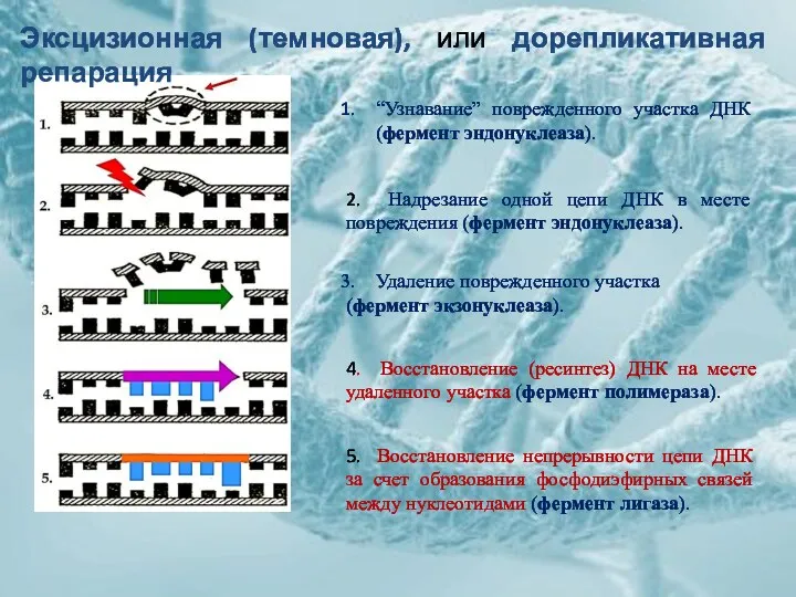 “Узнавание” поврежденного участка ДНК (фермент эндонуклеаза). 2. Надрезание одной цепи ДНК в месте