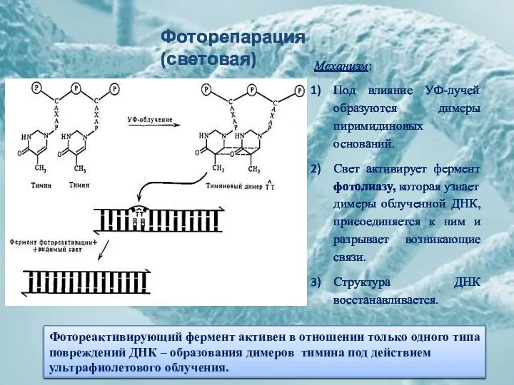 Фоторепарация (световая) Механизм: Под влияние УФ-лучей образуются димеры пиримидиновых оснований. Свет активирует фермент
