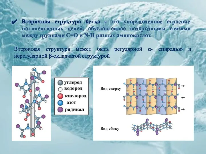 Вторичная структура белка - это упорядоченное строение полипептидных цепей, обусловленное водородными связями между
