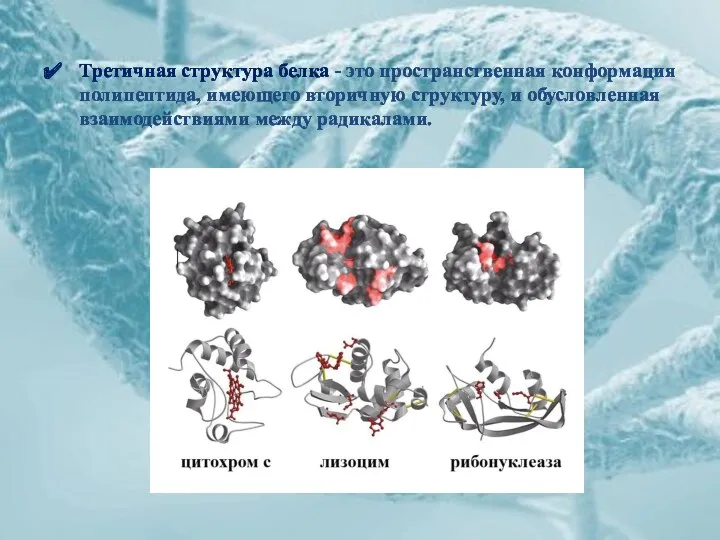 Третичная структура белка - это пространственная конформация полипептида, имеющего вторичную структуру, и обусловленная взаимодействиями между радикалами.