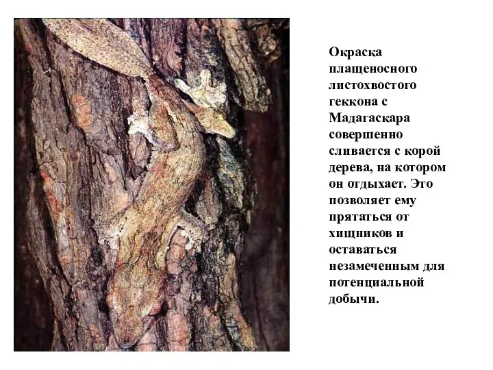 Окраска плащеносного листохвостого геккона с Мадагаскара совершенно сливается с корой