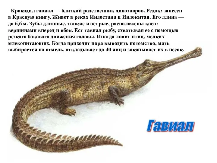 Гавиал Крокодил гавиал — близкий родственник динозавров. Редок: занесен в