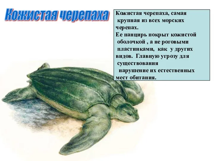 Кожистая черепаха Кожистая черепаха, самая крупная из всех морских черепах.