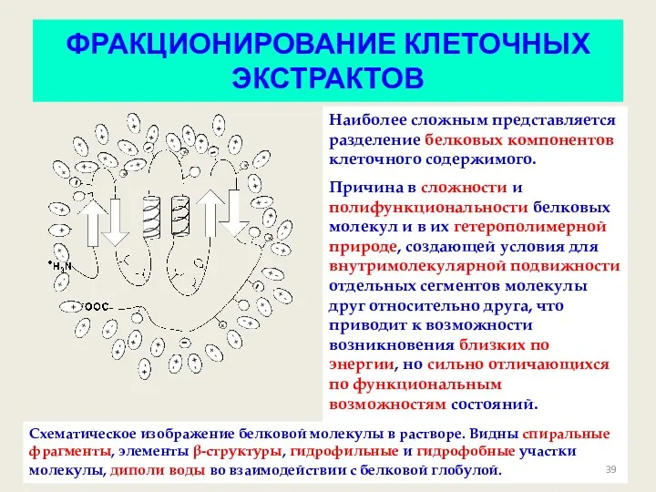 ФРАКЦИОНИРОВАНИЕ КЛЕТОЧНЫХ ЭКСТРАКТОВ Наиболее сложным представляется разделение белковых компонентов клеточного