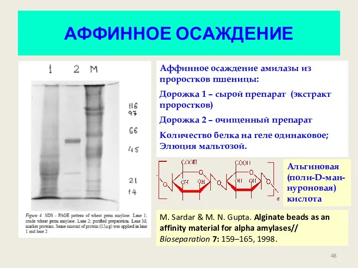 АФФИННОЕ ОСАЖДЕНИЕ Аффинное осаждение амилазы из проростков пшеницы: Дорожка 1