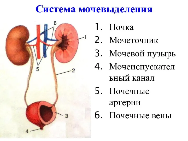 Система мочевыделения Почка Мочеточник Мочевой пузырь Мочеиспускательный канал Почечные артерии Почечные вены