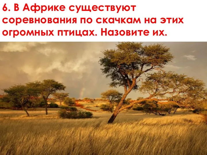 6. В Африке существуют соревнования по скачкам на этих огромных птицах. Назовите их.