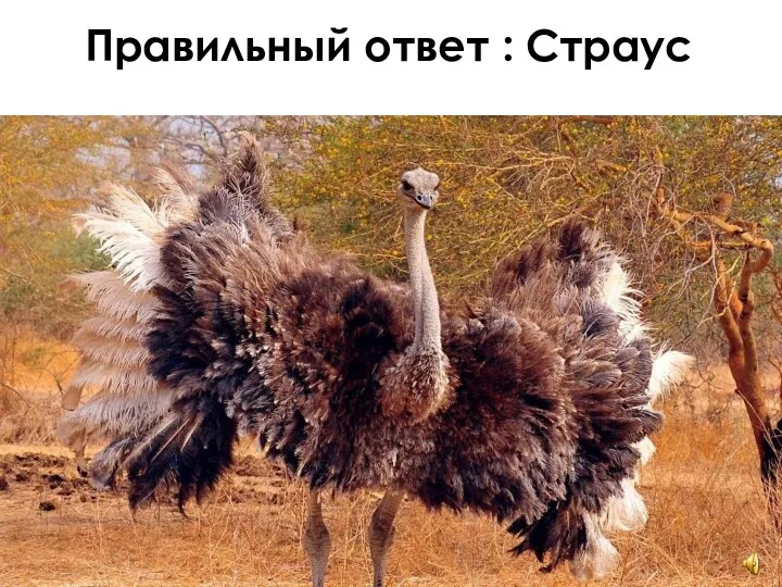 Правильный ответ : Страус