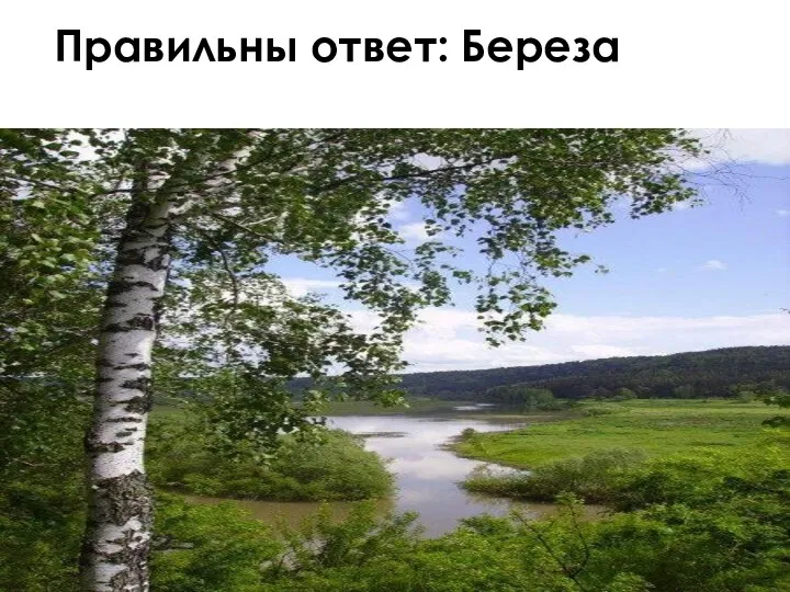 Правильны ответ: Береза