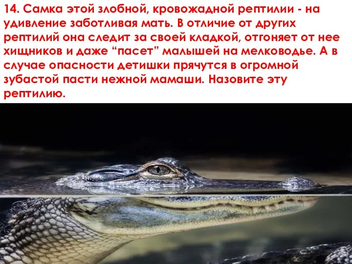 14. Самка этой злобной, кровожадной рептилии - на удивление заботливая