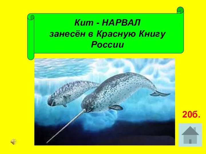 Кит - НАРВАЛ занесён в Красную Книгу России 20б.