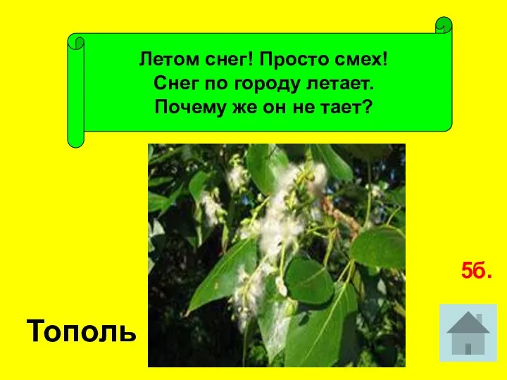 Летом снег! Просто смех! Снег по городу летает. Почему же он не тает? Тополь 5б.