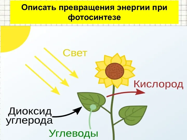 Описать превращения энергии при фотосинтезе