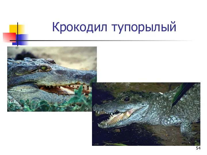 Крокодил тупорылый