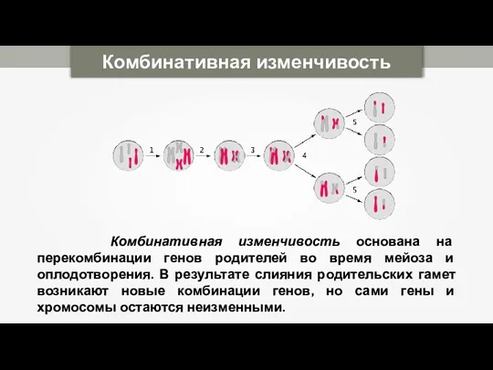 Комбинативная изменчивость основана на перекомбинации генов родителей во время мейоза