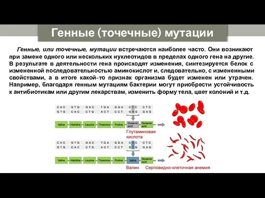 Генные (точечные) мутации Генные, или точечные, мутации встречаются наиболее часто.